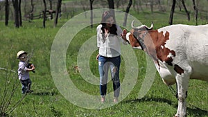 Mom gets acquainted with a cow