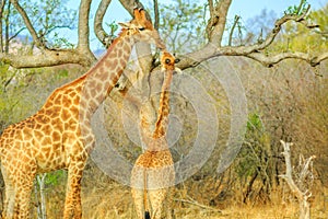 Giraffe with calf