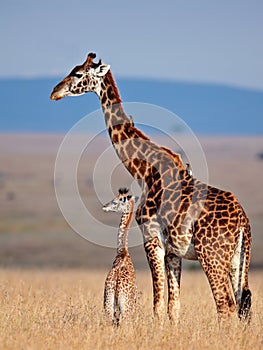 Mom giraffe and her baby in savanna