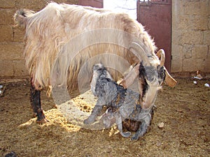 Mom goat licks newborn kids to clean it, motherhood. The first moments of birth, new life, beautiful babies, mother