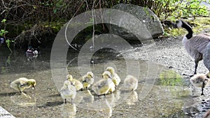 Mom goose let  her goslings drink the water.