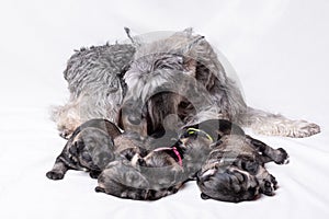 Mom gray miniature schnauzer feeds puppies on a white background. Mom dog is nursing milk from her baby