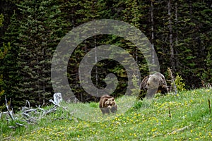 Mom grizzly bear Ursus arctos horribilis with two grizzly cubs in the Banff National Park photo