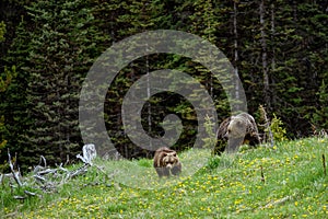 Mom grizzly bear Ursus arctos horribilis with two grizzly cubs in the Banff National Park