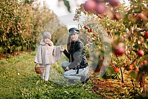 mom and her baby girl walking and picking apples in the garden. harvesting autumn. apple orchard, wild garden