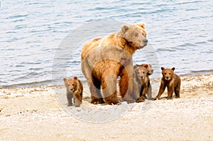 Mom and Her Cubs