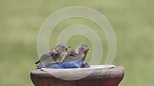 MOM we are hungry - Feed us now!