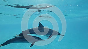 Mom with juvenile dolphin slowly swims in a circle under surface in blue water.