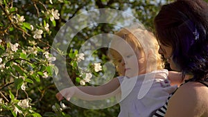 Mom with a little daughter looking at the flowers on the apple tree