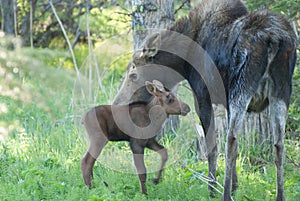 Mom Moose and Baby Calf