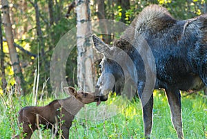 Mom Moose and Baby Calf