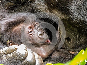 Mom and one month old babyforilla in the wild, in Bwindi, Uganda