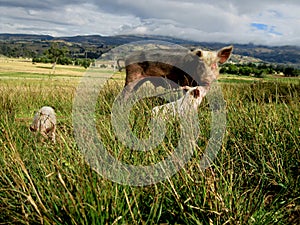 Mom pig whit her little babys // MamÃÂ¡ cerdo con sus pequeÃÂ±os cerditos photo