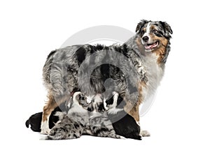 Mom purebred and her crossbreed puppies isolated on white