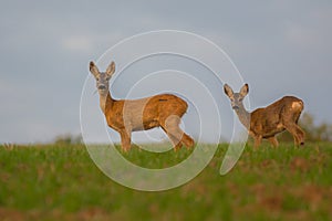 Mom of roe deer with young roe deer is eating grass together, cute view, wildlife from Slovakia