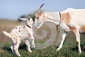 Mom`s love and care for her little goat kid