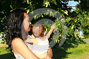 Mom showing blooms of linden tree to baby boy