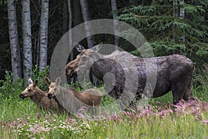 Mom and twin calf moose