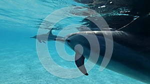 Mom who shielded baby dolphin swims under surface in the blue water. Slow motion, Closeup, Underwater shot.