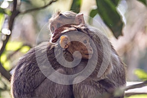 A Moment: Bonnet macaque in sunlight and shades - Macaca radiata
