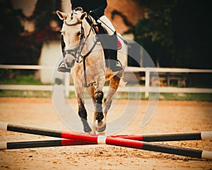 The moment a horse with a rider jumps over a small barrier at a show jumping competition. The world of equestrian sports and