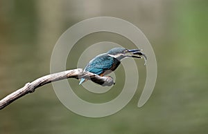 The moment kingfisher catch the fish, the fish struggle in the bird`s mouth