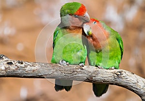 Moment of tenderness between a pair of parrots