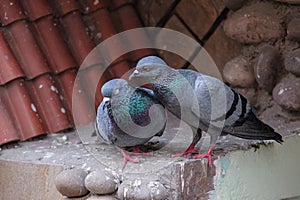 Moment of tenderness between a pair of pigeons