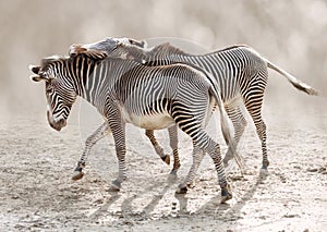 Moment of tenderness between a pair of zebras