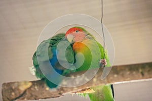 The moment of tenderness between a parrots. Two parrots, appear as one is whispering in another's ear