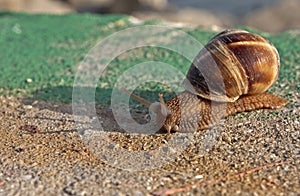 Momentum of a snail