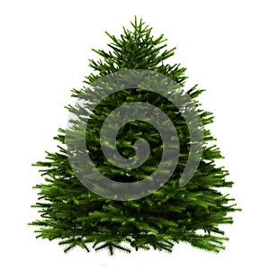 Momi fir tree isolated on white