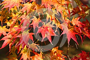 Momiji autumn