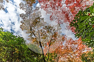 Momiji (Maple tree) Autnum leaves landscape near Ruriko-in Komyo-ji temple. Kyoto, Japan
