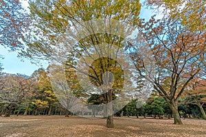 Momiji (maple tree) Autumn colors, fall red foliage carpet sunset at Yoyogi Park