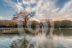 Momiji (maple tree) Autumn colors, fountain, pond and fall foliage sunset at Yoyogi Park