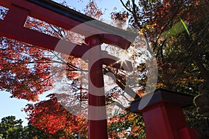 Momijis and Tori in Takao near Tokyo