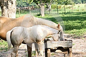 Momma and baby horse eating