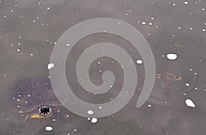 Momma and baby turtle in the water