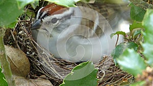 Momma Bird Sits On Her Nest