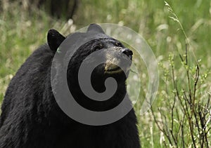 Momma black bear with grass in her mouth