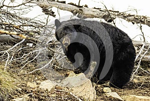 Momma black bear in yellowstone