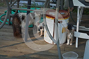 Momma cat with her kittens