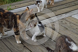 Momma cat with her kittens