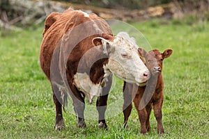 Momma Cow and Calf