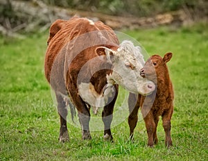 Momma Cow and Calf