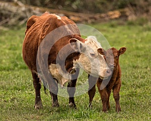 Momma Cow and Calf photo