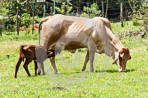 Momma Cow and Calf