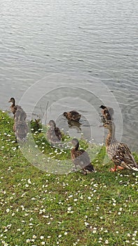 Momma Duck with baby ducklings are going to swim