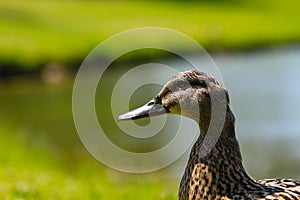 Momma Duck Close Up - Stock Image photo
